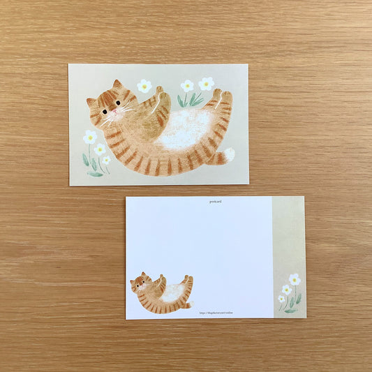 4 legs Postcard Pet my belly Tiger Cat