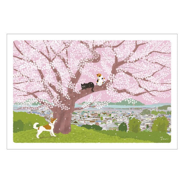 Postcard Tabi-Neko Cherry Blossom on a Hill
