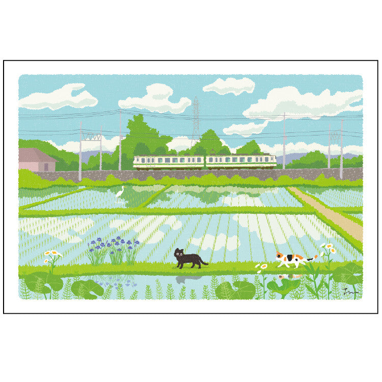 Postcard Tabi-Neko Summer Rice Field